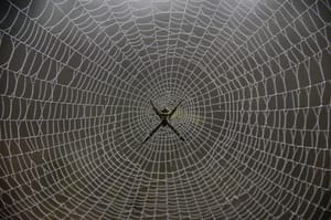 Spider Webs Can be Used in Cosmetic, Reconstructive Surgeries