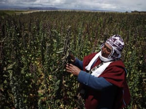 Peru Overtakes Bolivia in Quinoa Production