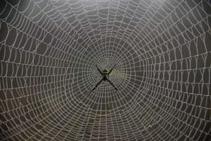 Spider Silk…Several Usages Including Reformation of Heart Tissues