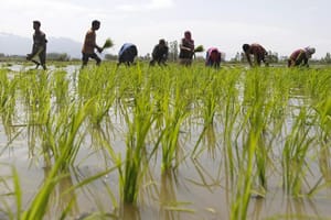 Indian Farmer Sets Himself on Fire over Bribe Demand