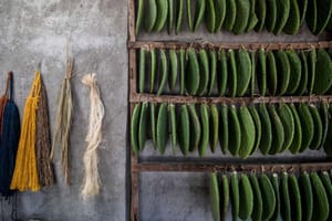 In Mexico, Weavers Embrace Natural Alternatives to Toxic Dyes
