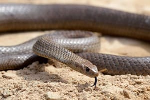 WHO Combats Snake Bites with Anti-Venom Initiatives