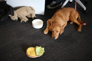 Dogs in Germany are the Top Victims of Smartphones
