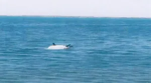 Houthi-Cast Naval Mines Threaten International Navigation near Midi, Yemen
