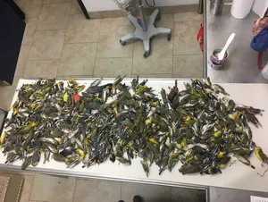 400 Migratory Birds Die from Striking Skyscraper in Texas