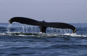 Baby Whales ‘Whisper’ to Mothers for Protection