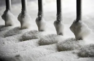 Study: ‘Genetic Brake’ on Sugar Craving