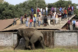 Wild Elephant Kills Four in Southern India