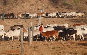 New Sudanese Port on Red Sea Coast to Export Cattle