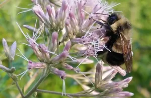 Porsche Gives Home to 1.5 Million Bees in Germany