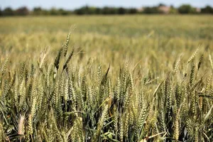 Saudi Arabia Submits Bids to Purchase 1.5 Mln Tons of Feed Barley