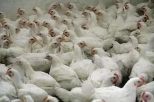 Alive Chicken…New Home Delivery Service in Austria