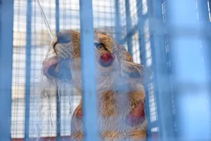 Vets Help Animals Rescued from Syria Zoo