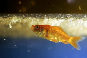 Goldfish Survives without Oxygen
