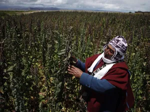 Peru Overtakes Bolivia in Quinoa Production