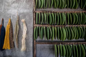 In Mexico, Weavers Embrace Natural Alternatives to Toxic Dyes